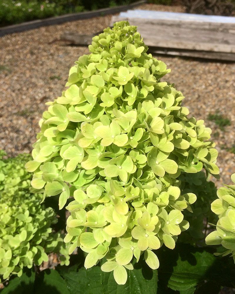 Pikkujapaninhortensia Mojito