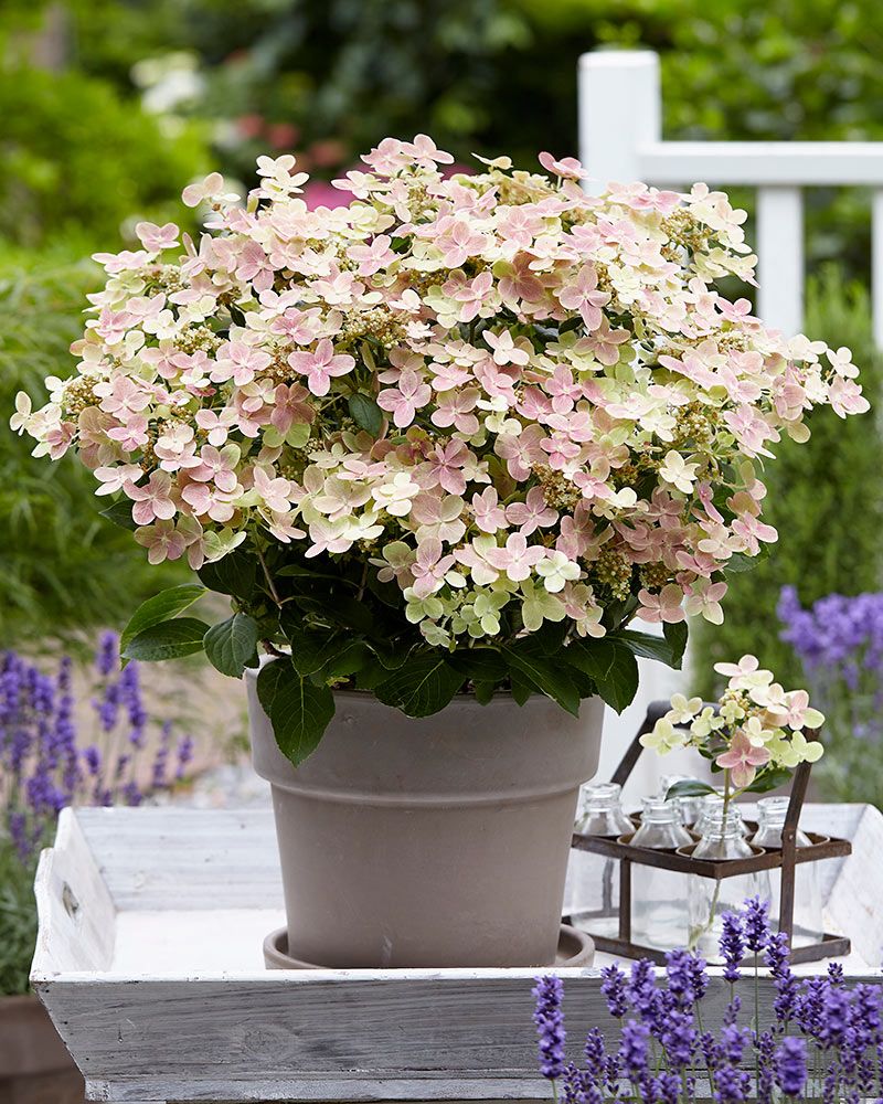 Pikkujapaninhortensia Polestar