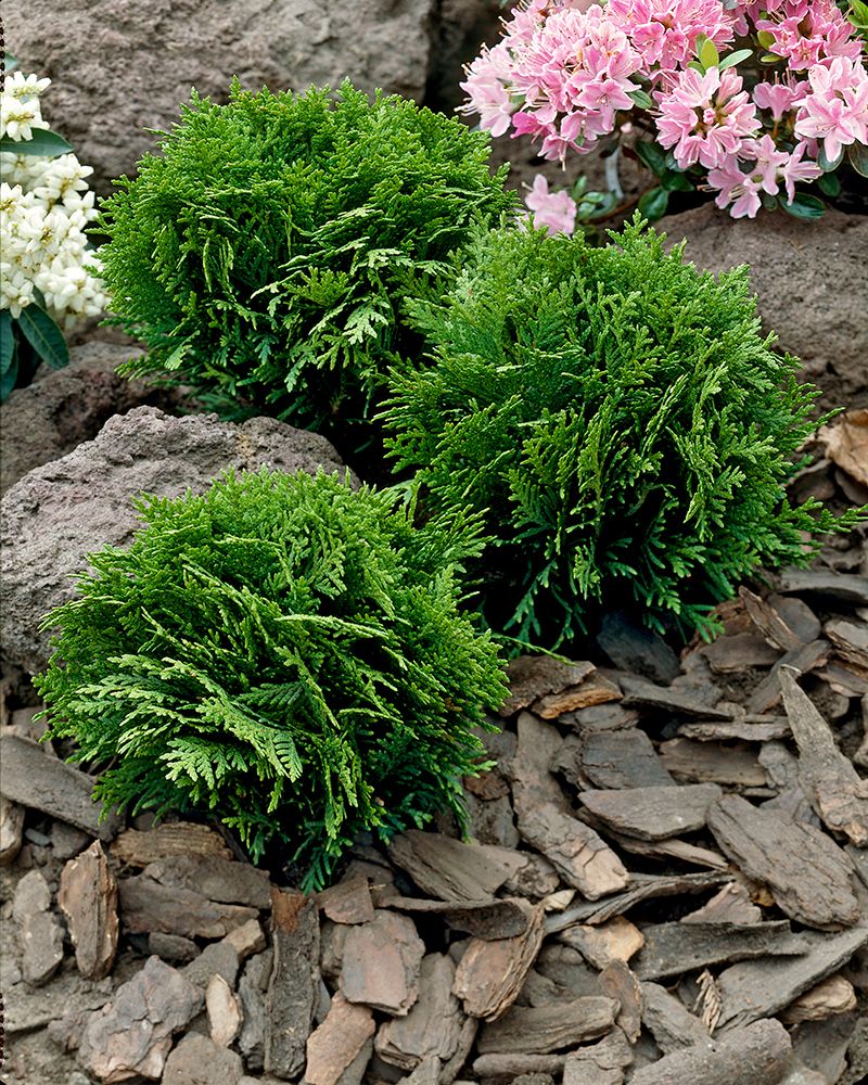 Pallotuija Danica