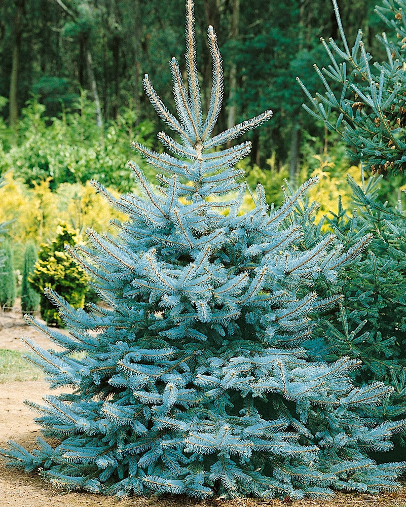 Hopeakuusi Glauca