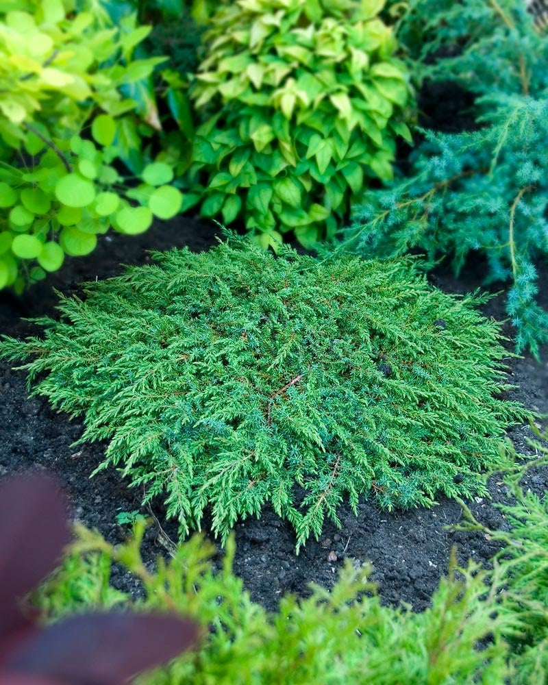 Kääpiökataja Green Carpet 3 kpl