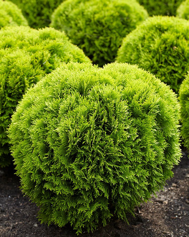 Kultapallotuija Mirjam