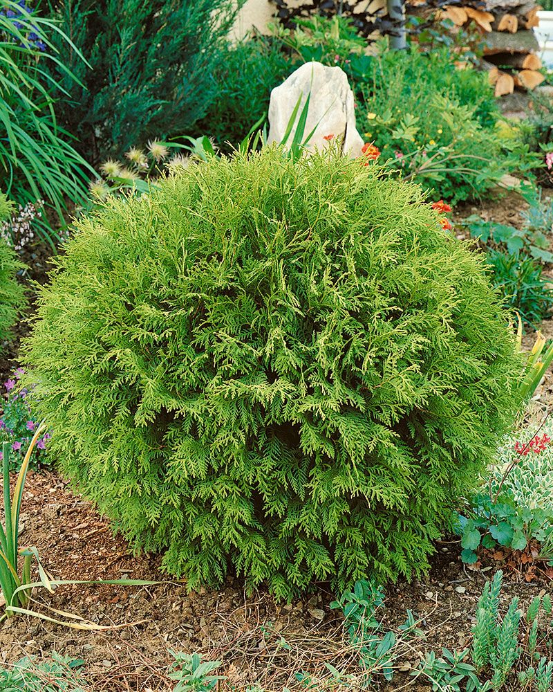 Pallotuija Globosa