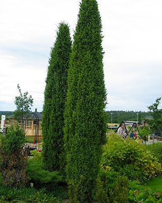 Irlanninkataja