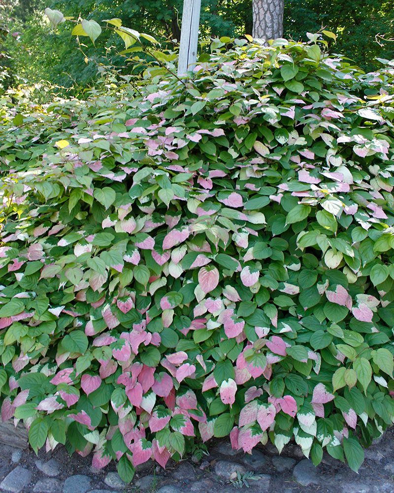 Kiinanlaikkuköynnös