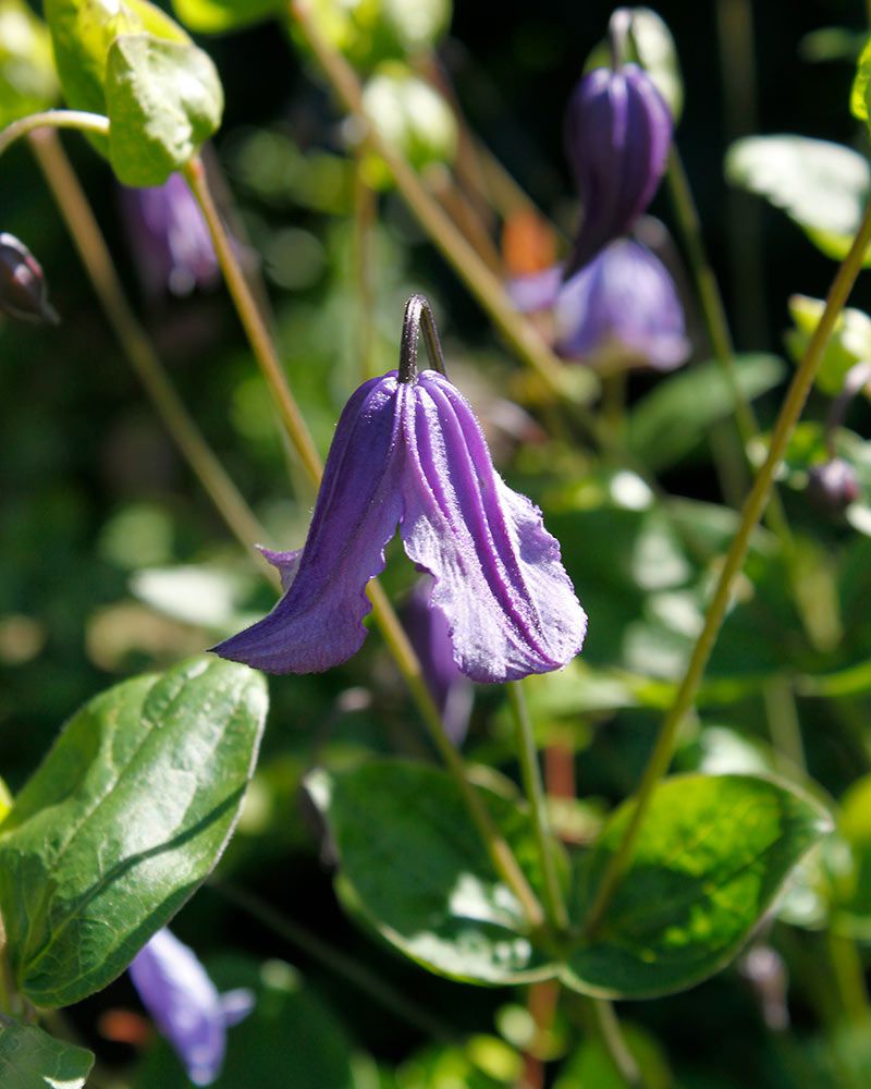 Tarhakellokärhö Arabella 3 kpl