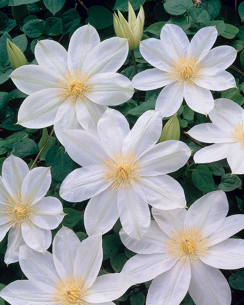 Loistokärhö Wada´s Primrose 2 litran astiataimi