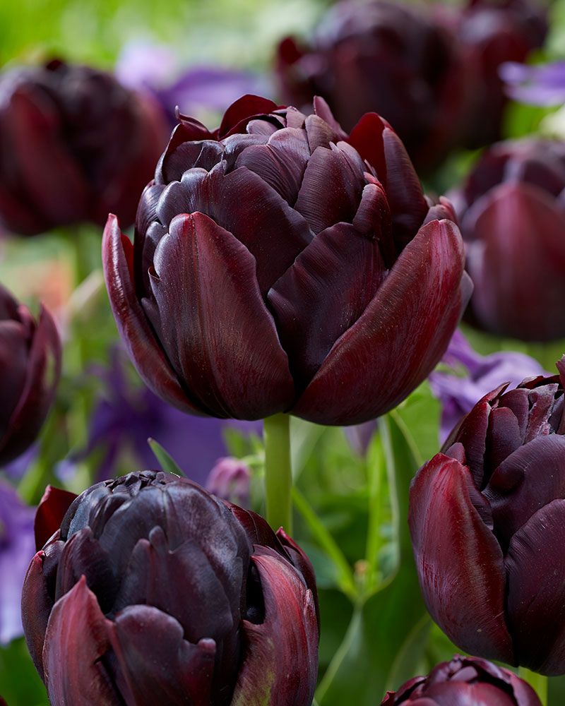 Kerrattu tulppaani Black Hero 7 kpl