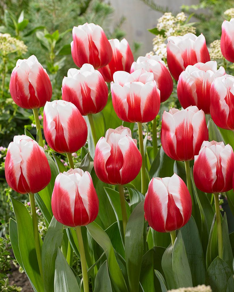 Tulppaani Dutch Design 10 kpl