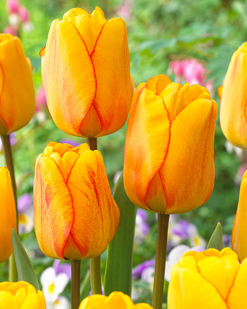 Darwintulppaani Blushing Apeldoorn 10 kpl