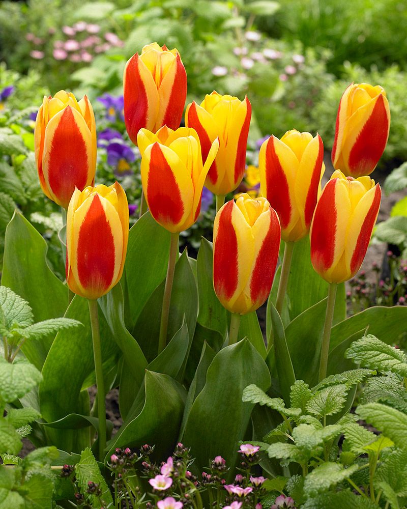 Lummetulppaani Stresa 10 kpl