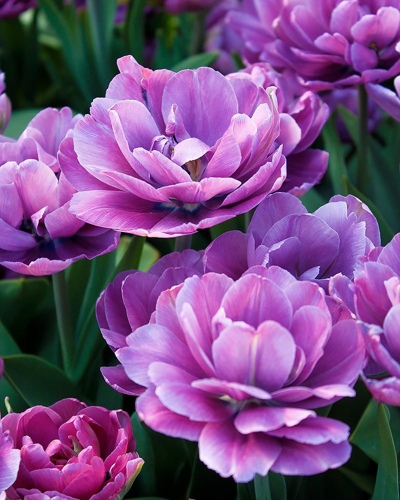 Kerrattu tulppaani Blue Diamond 10 kpl