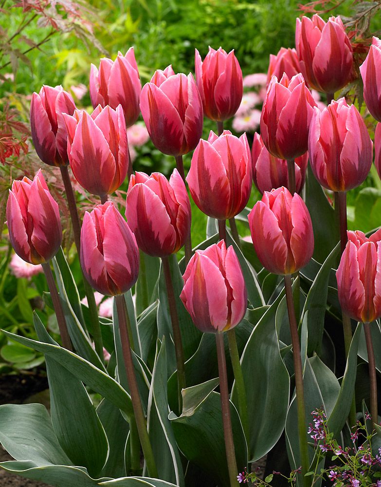 Tulppaani Pretty Princess 10 kpl