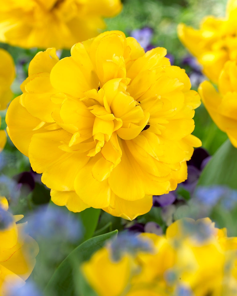 Kerrattu tulppaani Yellow Pompenette 10 kpl