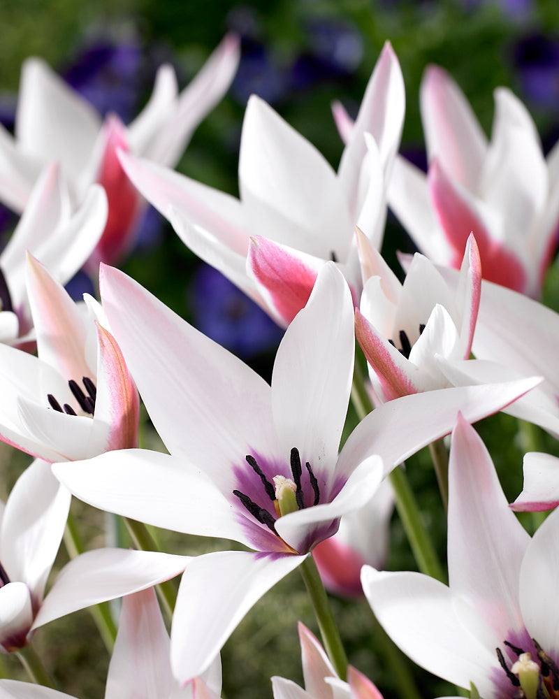 Italiantulppaani Peppermintstick 15 kpl