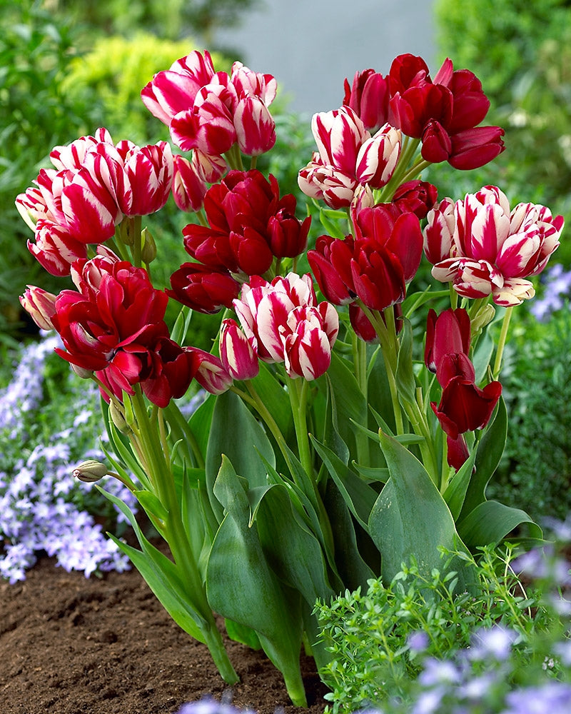 Tulppaani Club mix 20 kpl