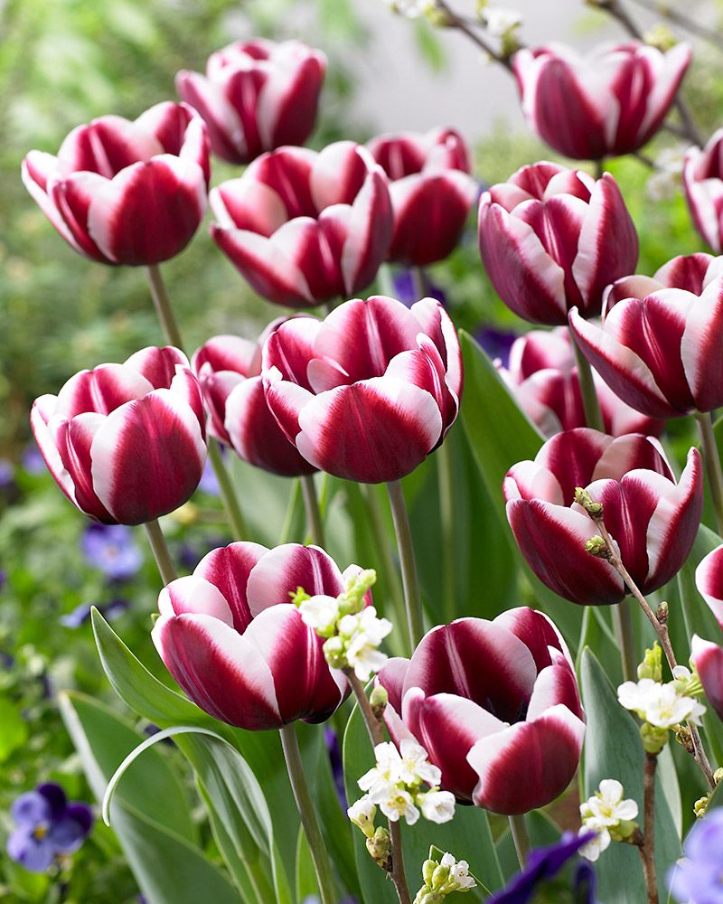 Tulppaani Fontainebleau 10 kpl