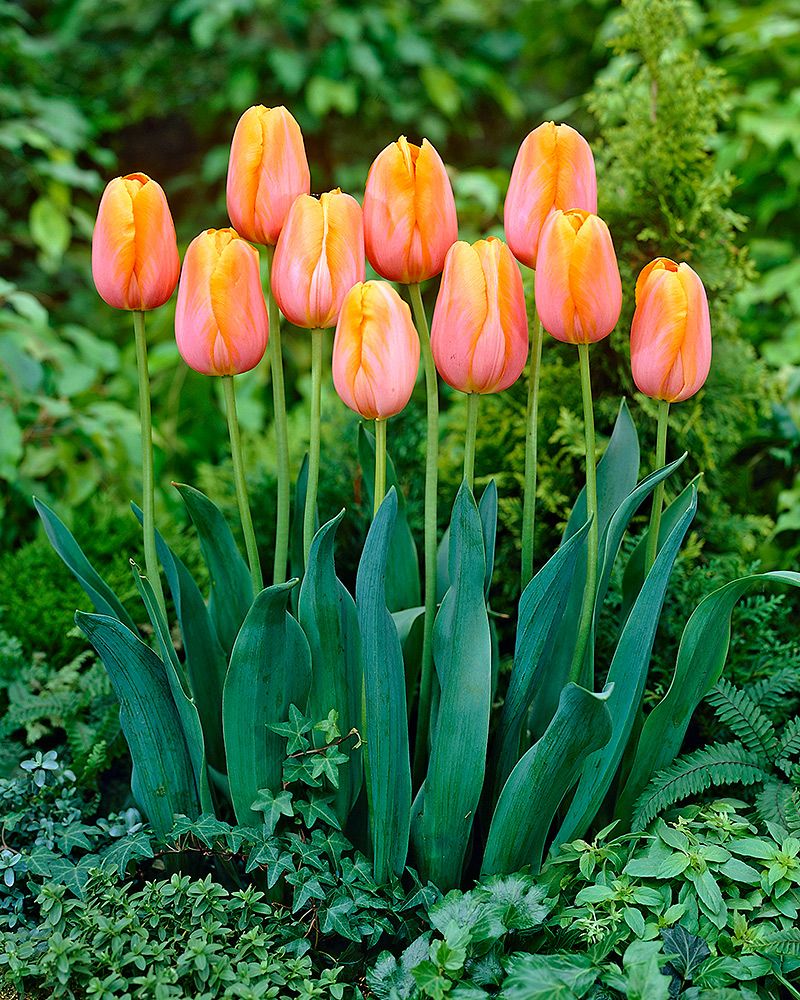 Tulppaani Sunrise Dynasty 10 kpl