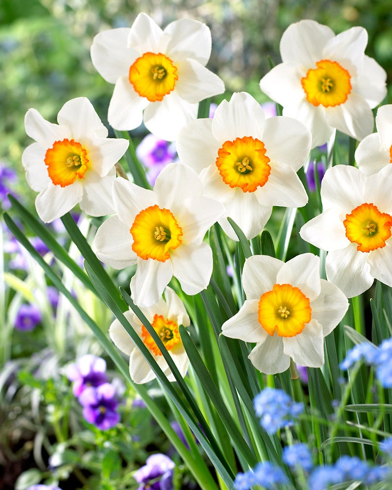 Tähtinarsissi Flower Record 10 kpl