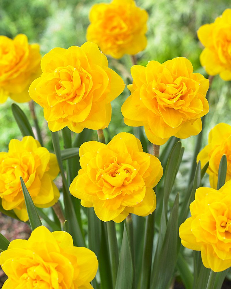 Kerrattu narsissi Heamoor 10 kpl