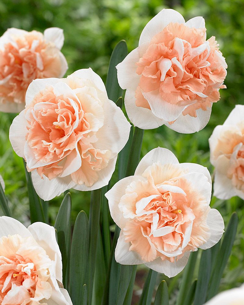 Kerrattu narsissi Flower Surprise 10 kpl