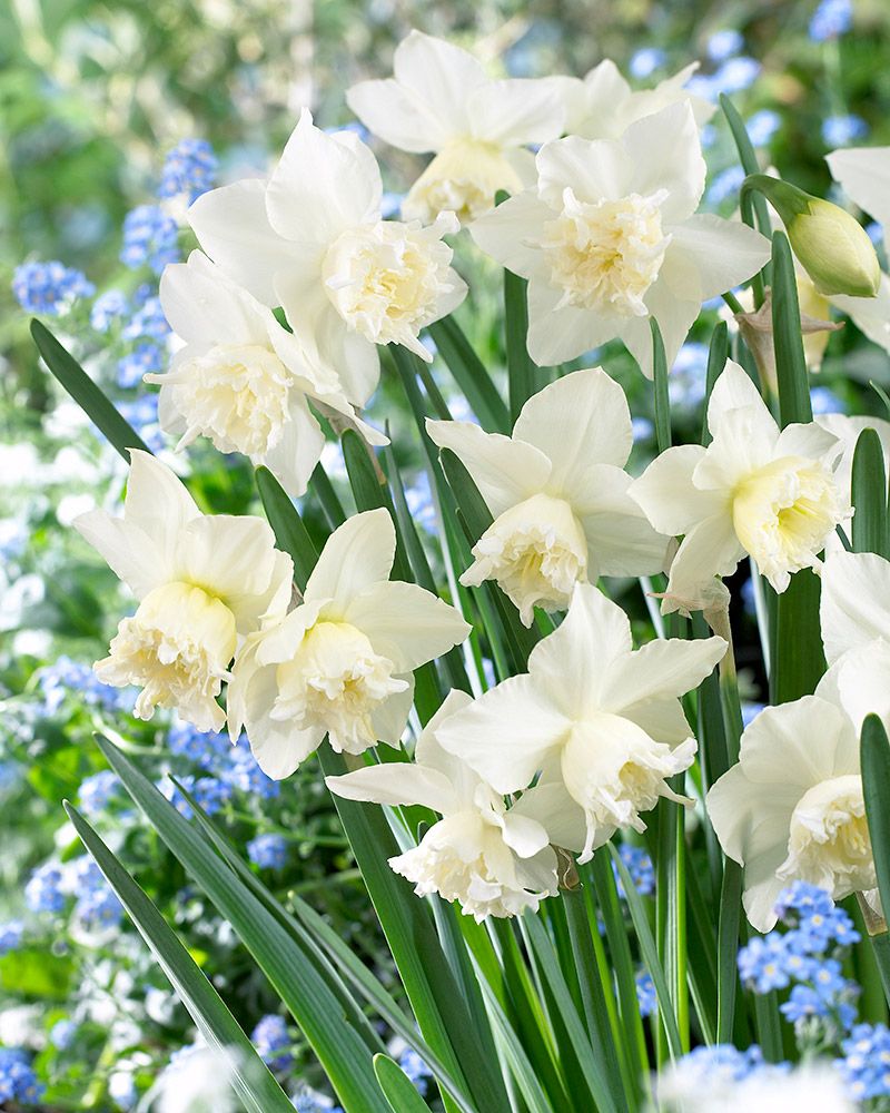 Orkideanarsissi White Marvel 10 kpl