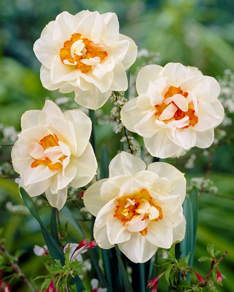 Kerrattu narsissi Flower Drift 10 kpl