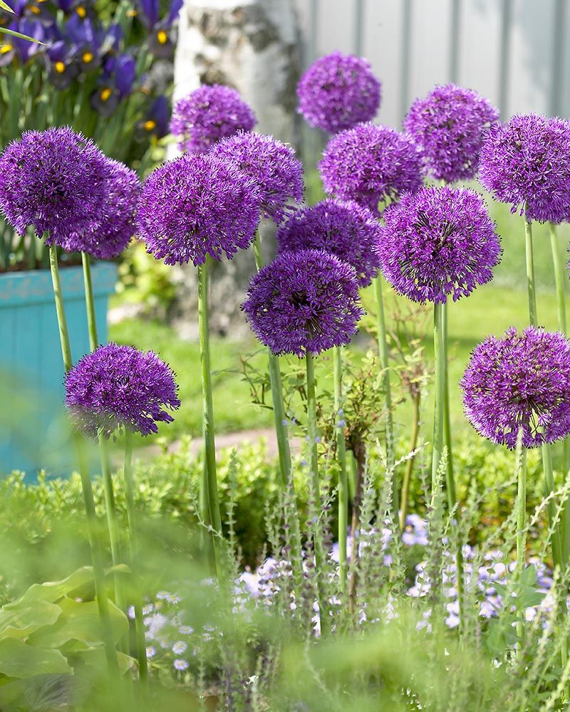 Ukkolaukka Purple Sensation 10 kpl