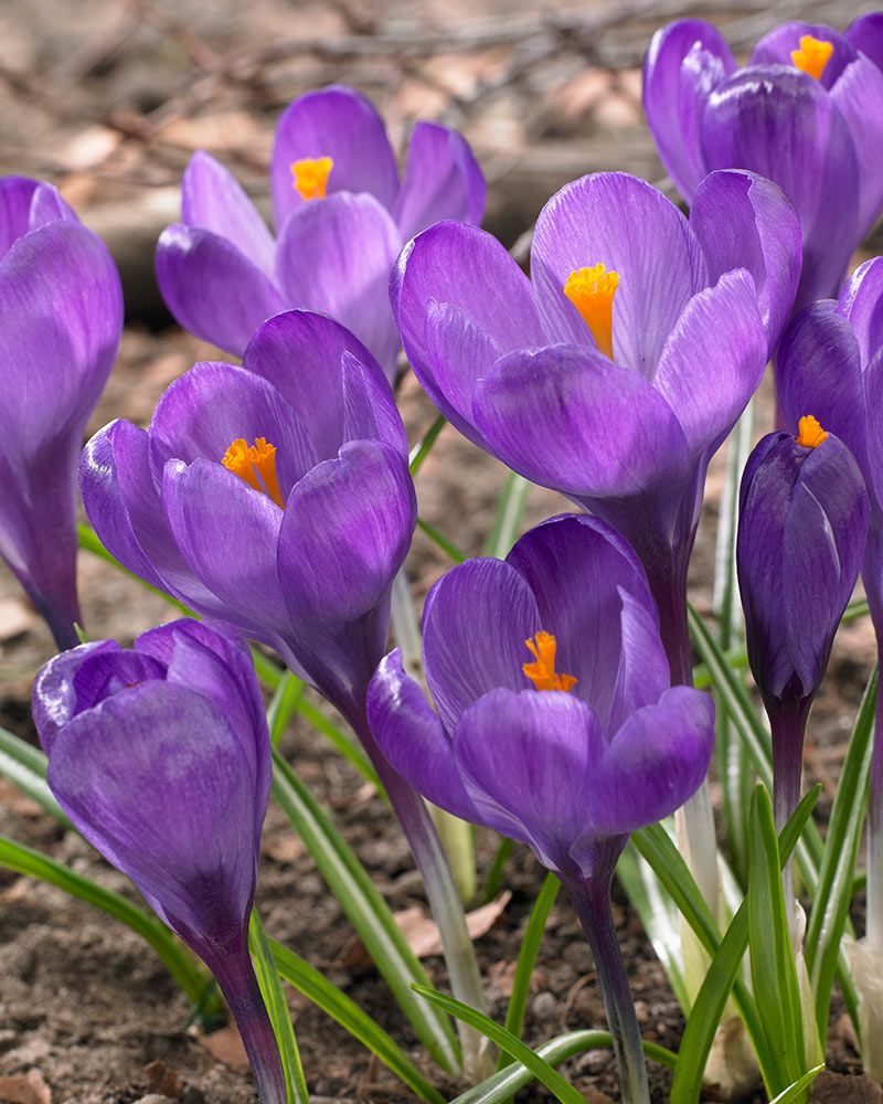 Kevätsahrami Flower Record 15 kpl