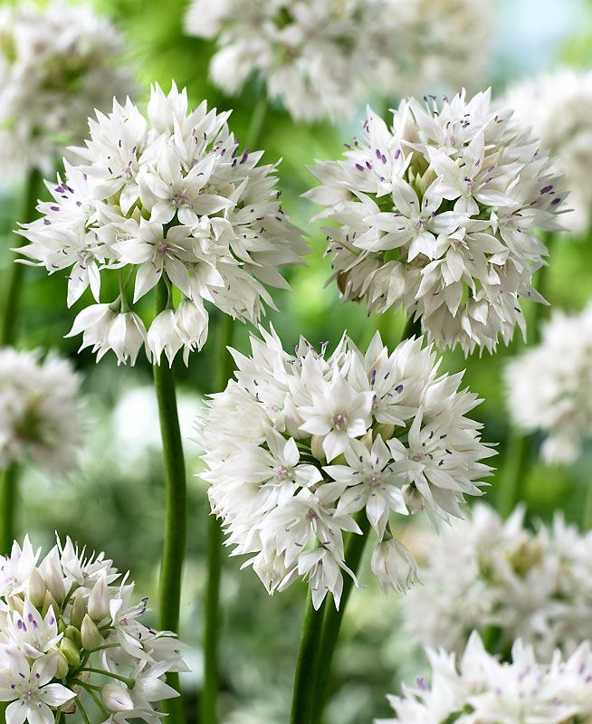 Koristelaukka Graceful Beauty 10 kpl