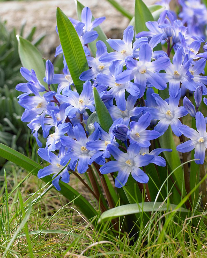 Kirjokevättähti Blue Giant 15 kpl