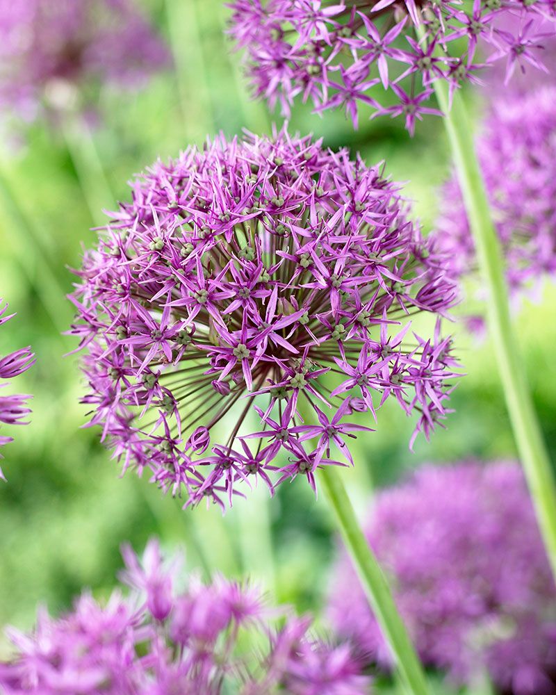 Sorjalaukka Violet Beauty 10 kpl