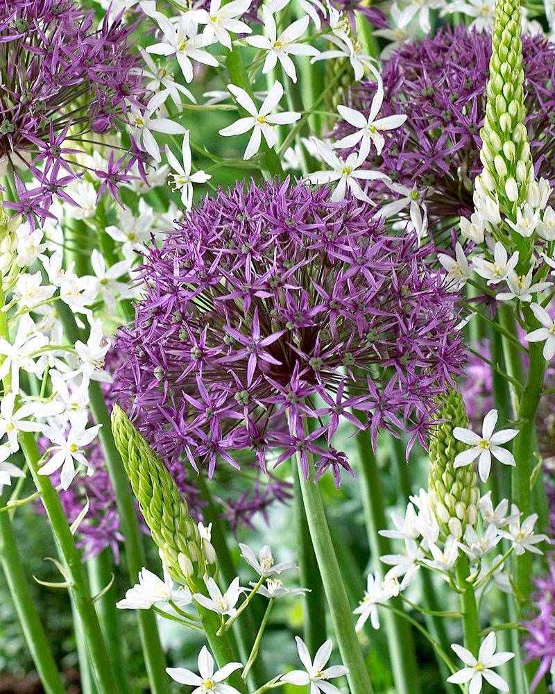 Sorjalaukka Violet Beauty 10 kpl