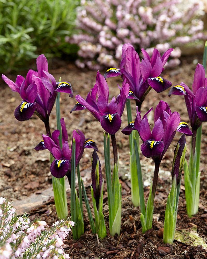 Kevätkurjenmiekka Purple Hill 15 kpl