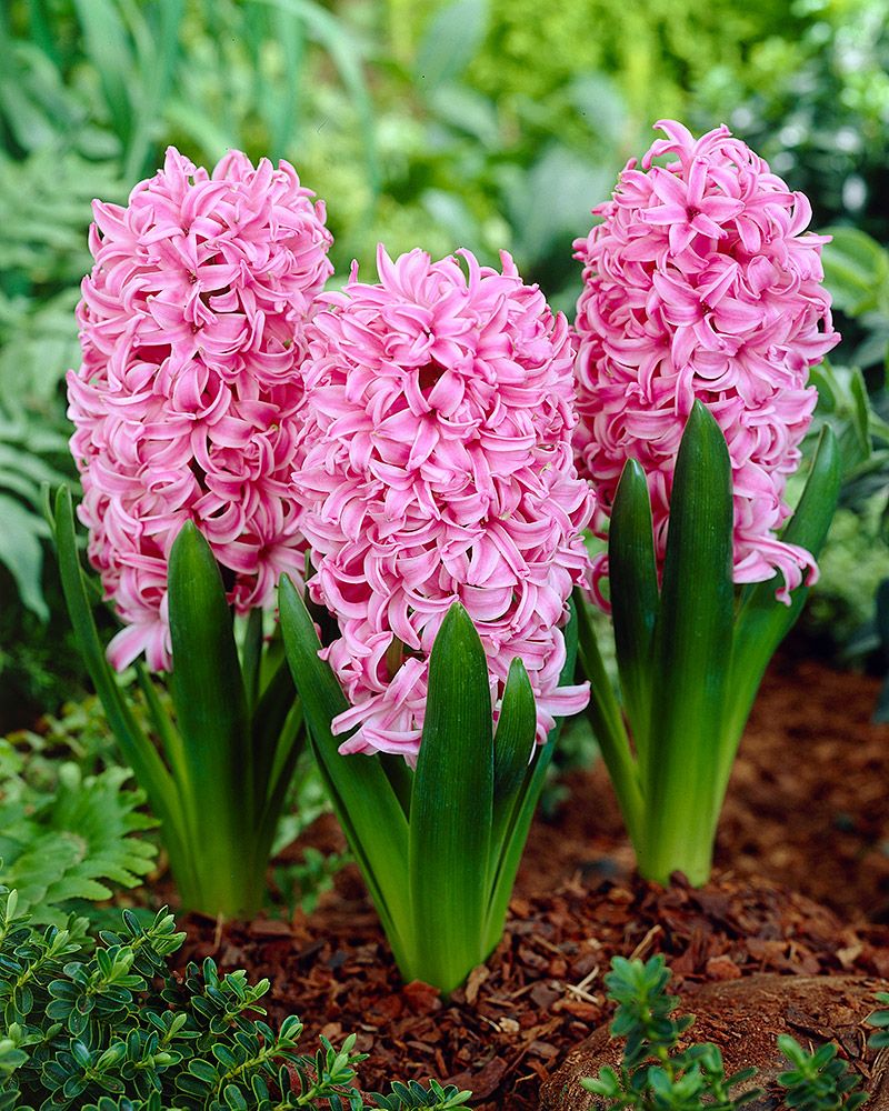 Hyasintti Pink Pearl 10 kpl