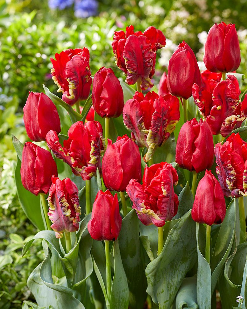 Seadov-tulppaani mix 20 kpl