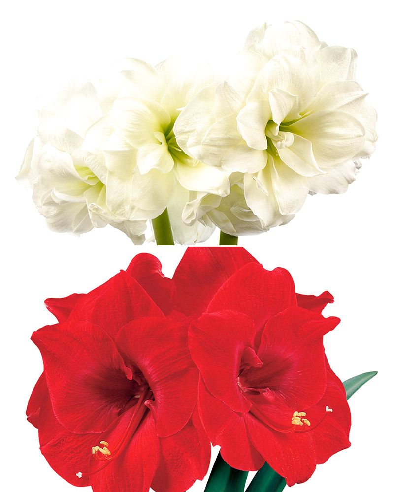 Amaryllis Duo 2 kpl
