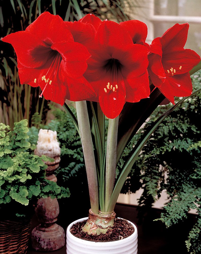 Amaryllis Red Lion