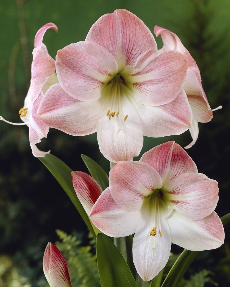 Amaryllis Apple Blossom