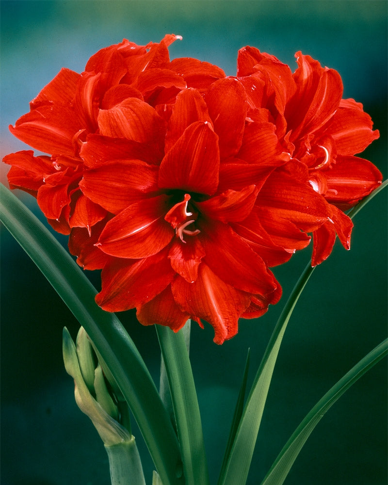 Kerrattu amaryllis Bingo