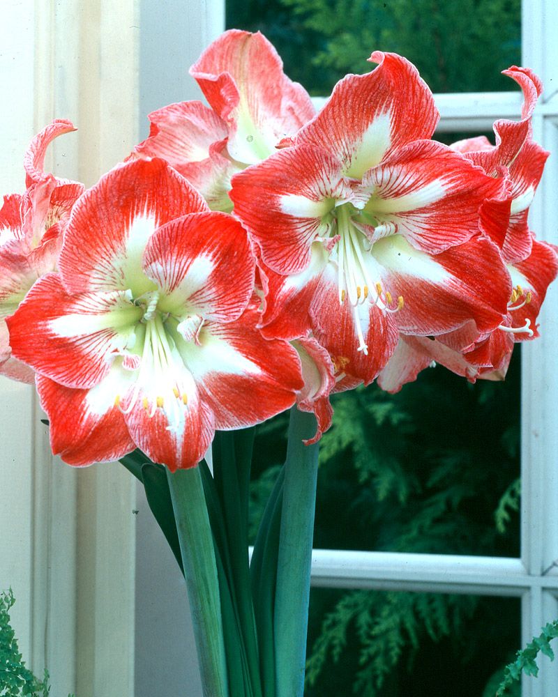Amaryllis Minerva
