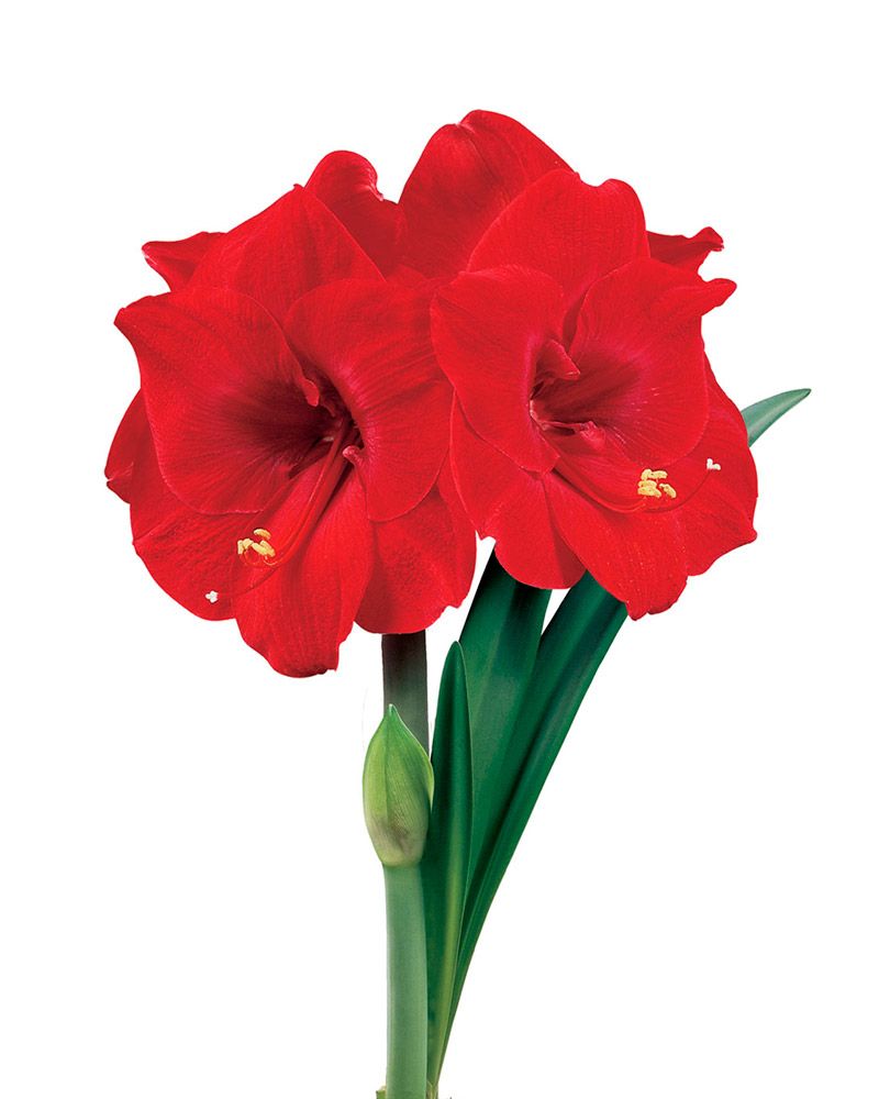 Amaryllis Merry Christmas