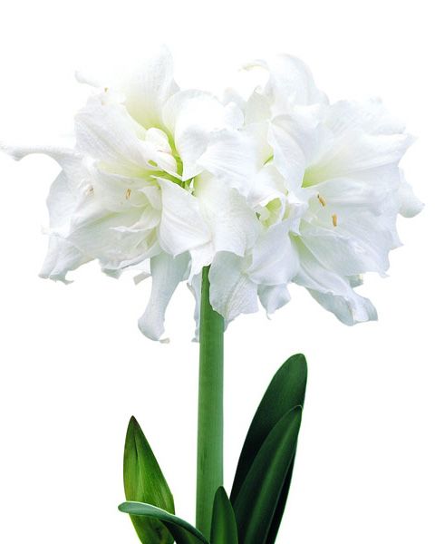 Kerrattu amaryllis Snow White