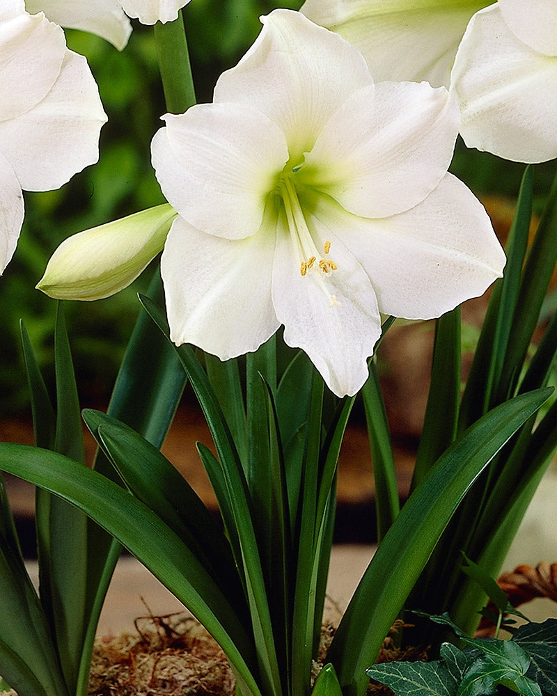 Amaryllis Intokazi