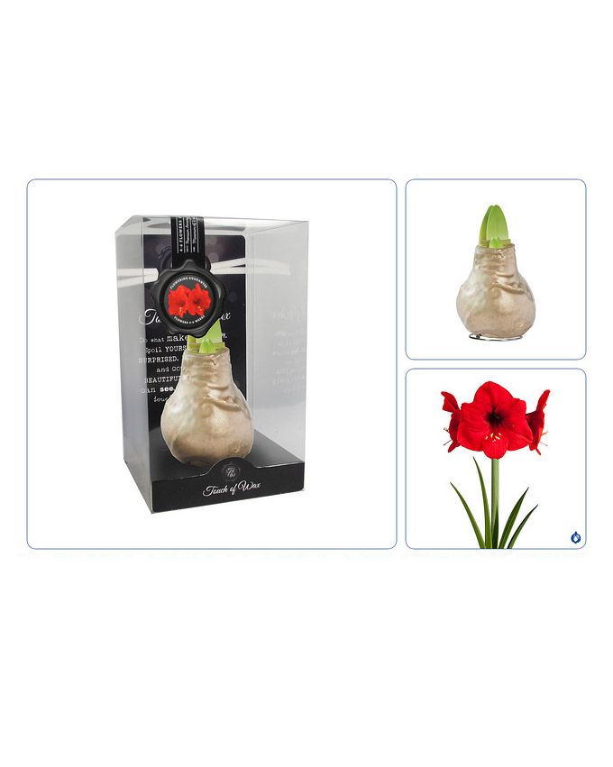 Vaha-amaryllis Kulta