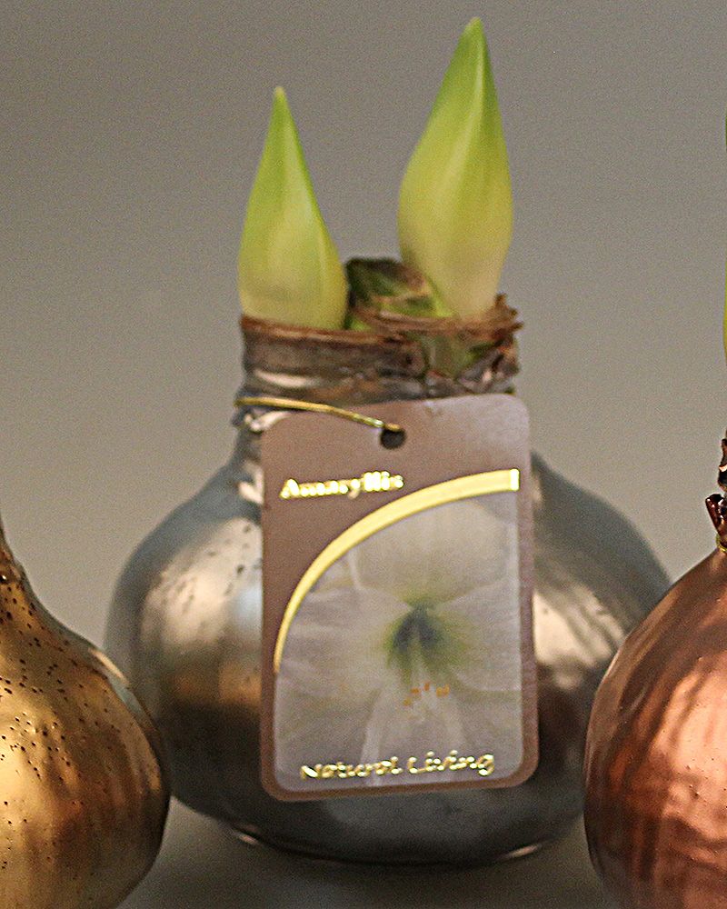 Vaha-amaryllis Hopeanhohtoinen