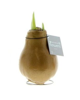 Vaha-amaryllis Kultainen