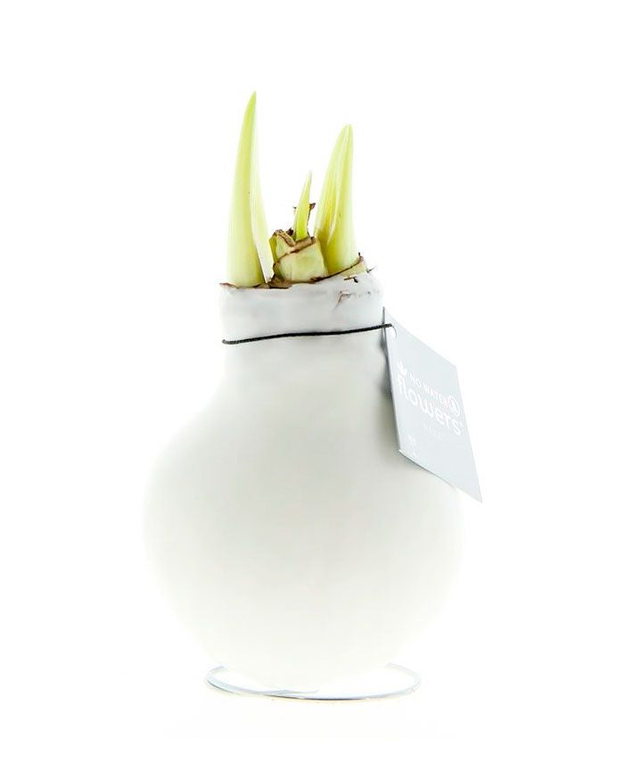 Vaha-amaryllis Valkoinen