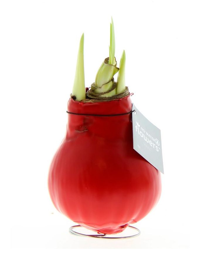 Vaha-amaryllis Punainen