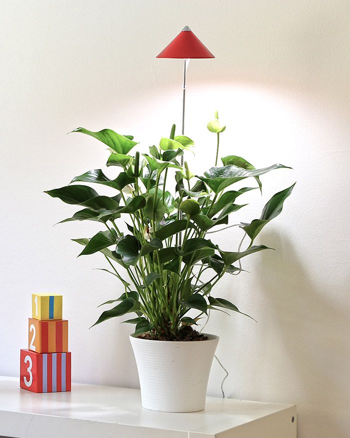 SunLite LED- kasvivalo punainen